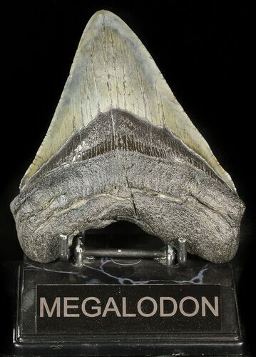 Megalodon Tooth - South Carolina #45945